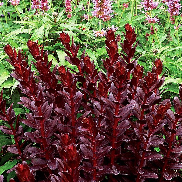 Touchdown™ Teak Sedum