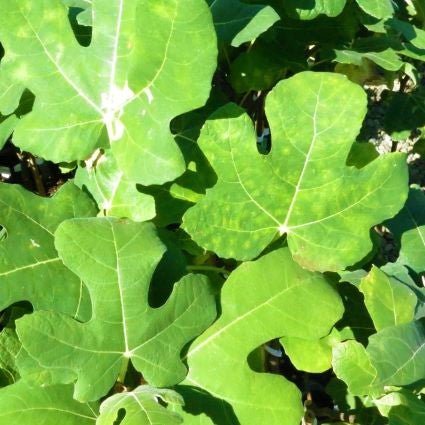 Chicago Hardy Fig Tree (Ficus carica 'Chicago Hardy') growing in a garden landscape, showing mature tree form.