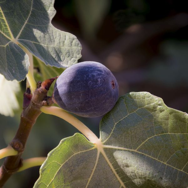 Chicago Hardy Fig Tree (Ficus carica 'Chicago Hardy'), a tree featuring green flowers and deciduous.