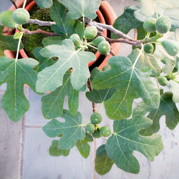 Fignomenal® Dwarf Fig (Ficus carica 'PT-DF-14' PP32,537), a tree featuring deciduous and erect, multi-stemmed form.
