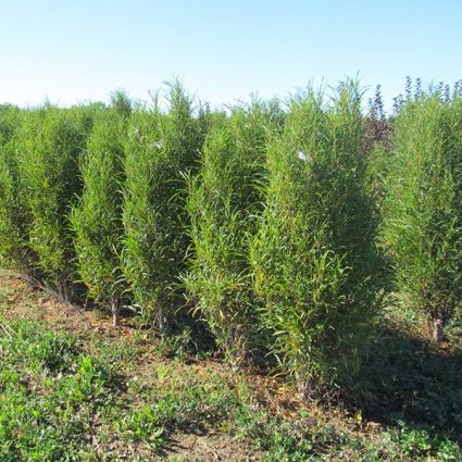 Fine Line® Buckthorn (Rhamnus frangula 'Ron Williams') growing in a garden landscape, showing mature tree form.