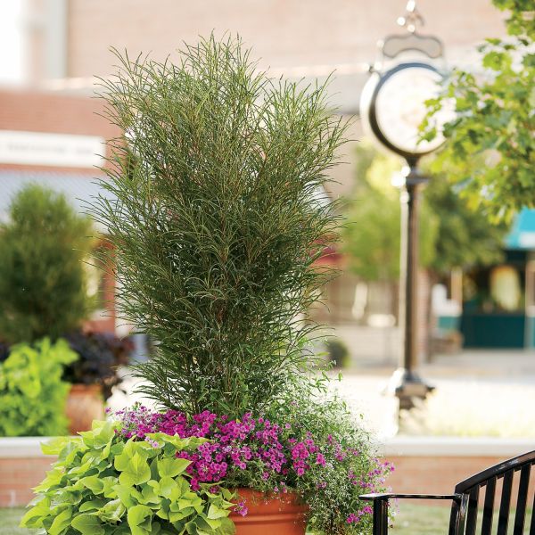 Fine Line® Buckthorn (Rhamnus frangula 'Ron Williams'), a tree featuring deciduous and erect, multi-stemmed form.