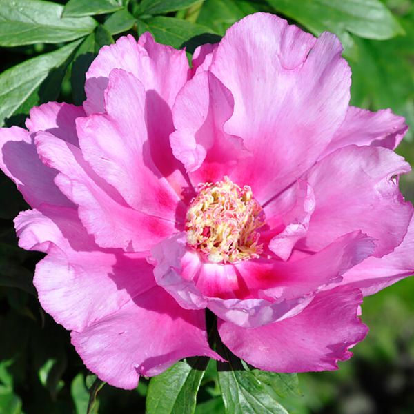 First Arrival Peony - Perennial - Nature Hills Nursery -
