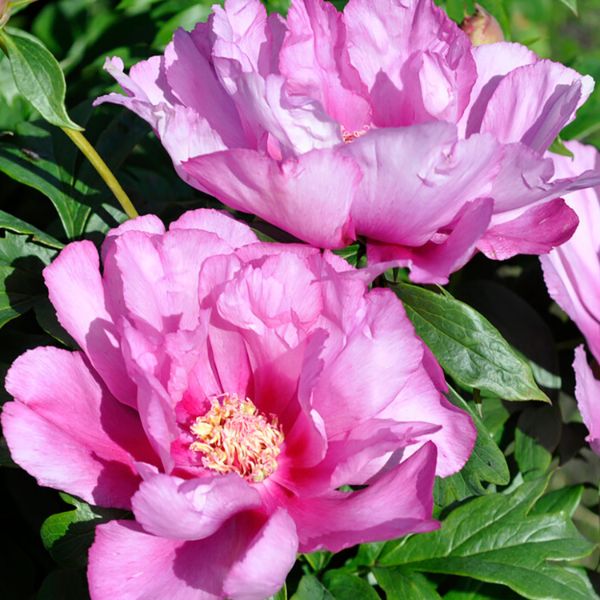 First Arrival Peony - Perennial - Nature Hills Nursery -