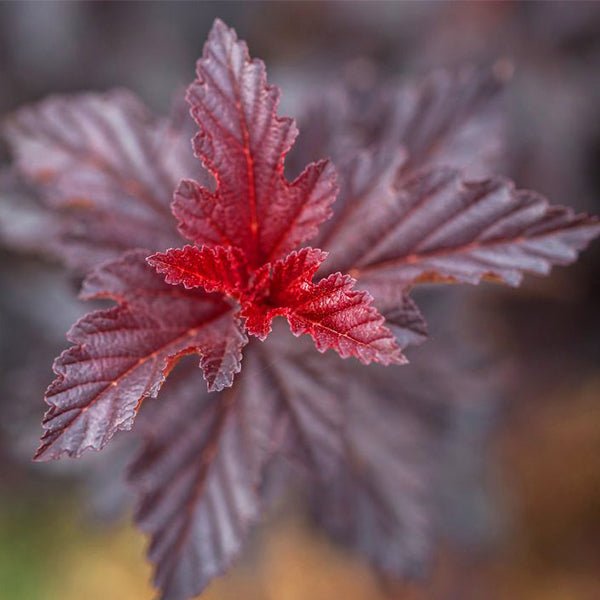 First Editions® Fireside® Ninebark Hedge - Bush - Nature Hills Nursery -