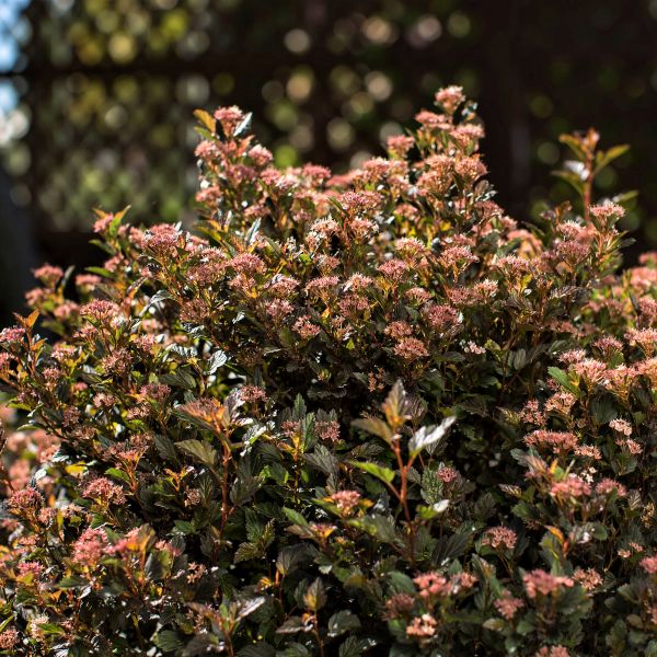 First Editions® Little Devil™ Ninebark Hedge - Bush - Nature Hills Nursery -
