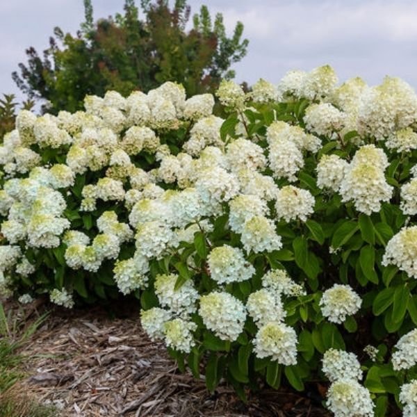 Little Hottie® Hydrangea (Hydrangea paniculata 'Bailpanone') growing in a garden landscape, showing mature shrub form.