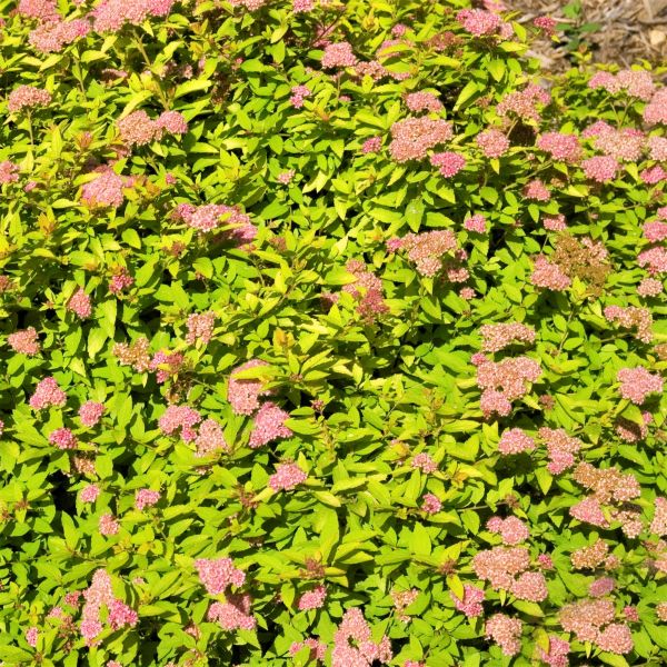 First Editions® Sundrop™ Spirea