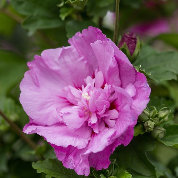 First Editions® Tahiti™ Rose of Sharon