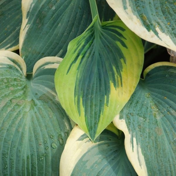 Close-up of purple hosta flowers on First Frost Hosta blooming in late summer to early fall.