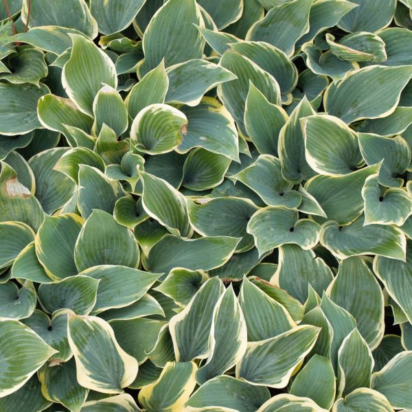 First Frost Hosta (Hosta 'First Frost'), a perennial featuring purple flowers and perennial.