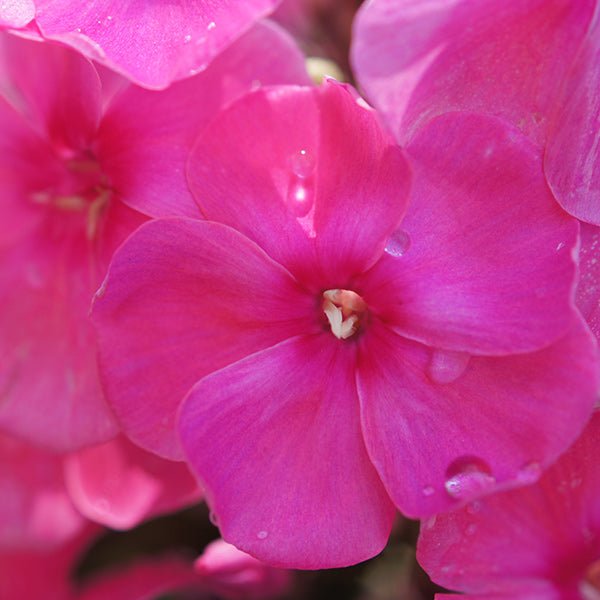 FLAME™ Pink Phlox