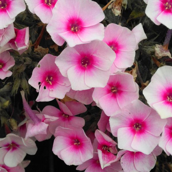 Flame® Pro Baby Doll Garden Phlox (Phlox paniculata 'Flame Pro Baby Doll'), a perennial featuring pink flowers and perennial.