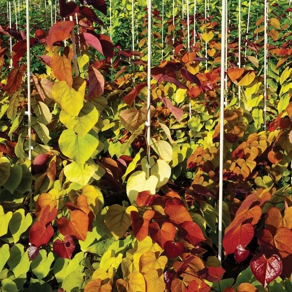 Flame Thrower® Redbud