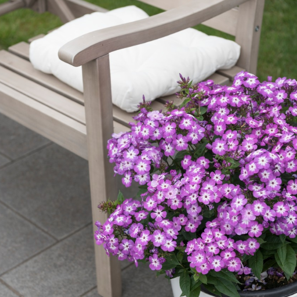 Flame Pro Purple Phlox on Patio