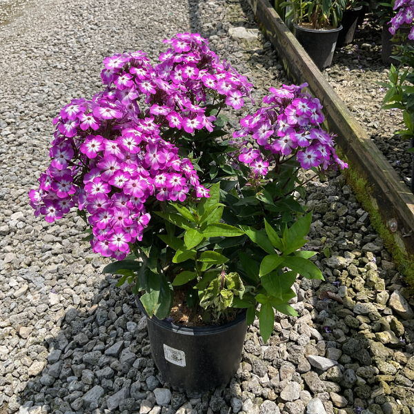 Flame Pro Purple Phlox at nursery