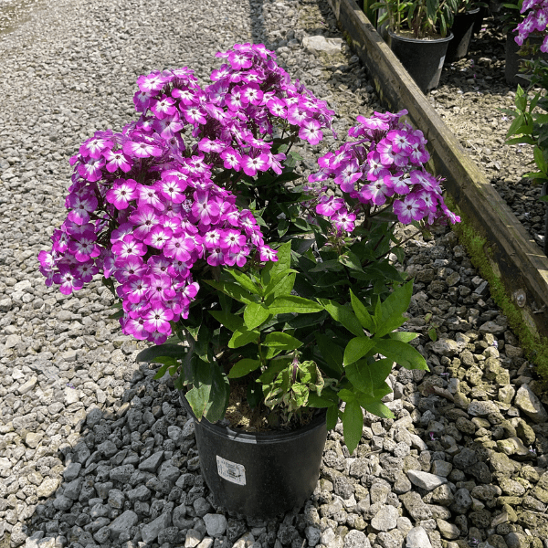 Flame Pro Purple Phlox at nursery