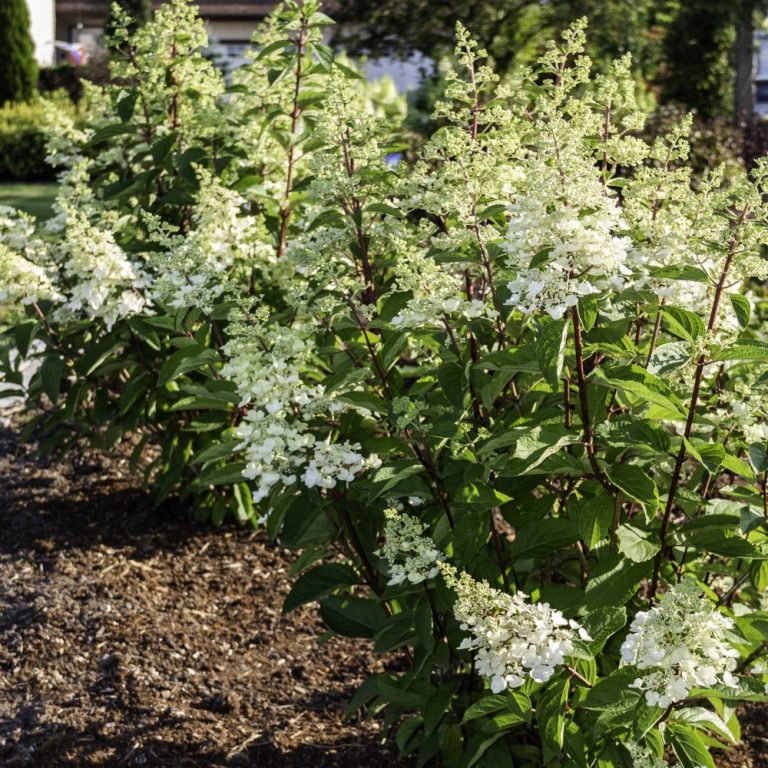 FLARE Panicle Hydrangea shrub, front view