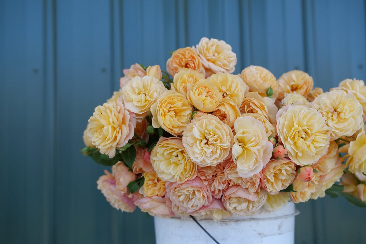 Flavorette Honey-Apricot Rose shrub, side view