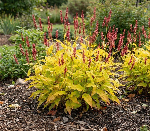 Glowing Reviews™ Mountain Fleece