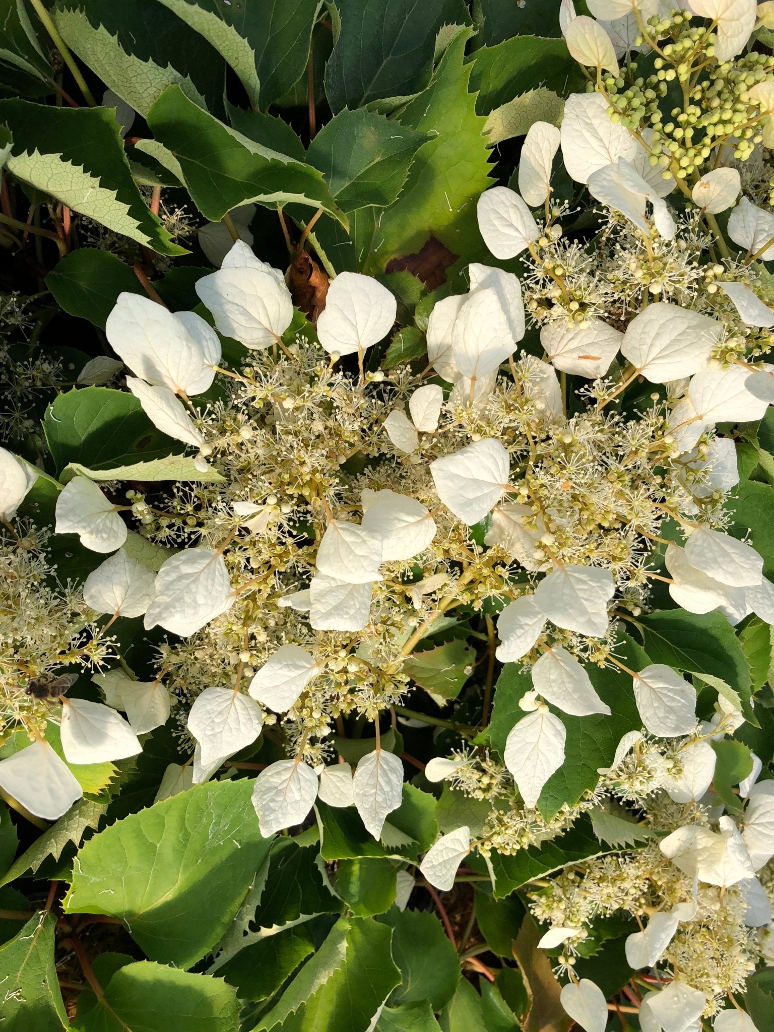 Flirty Girl False Hydrangea Vine | Fragrant Climbing Bloomer