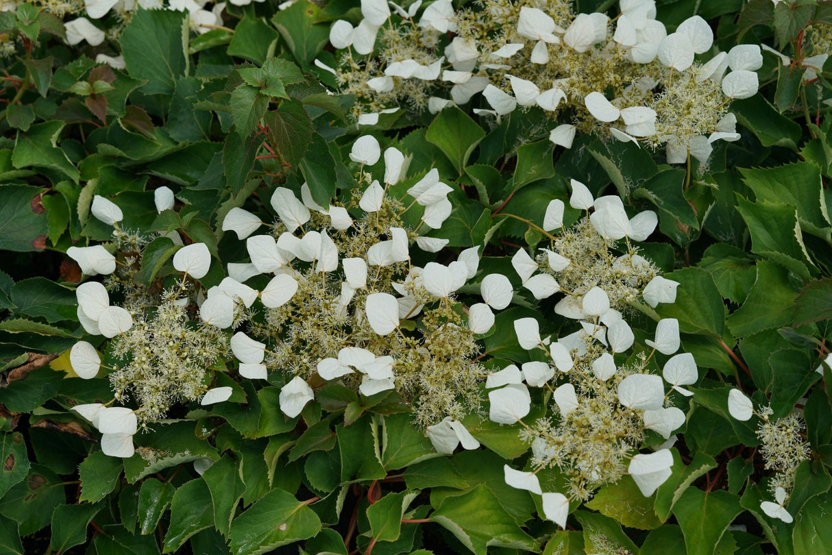 Flirty Girl False Hydrangea Vine shrub, side view