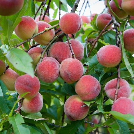 Florida Prince Peach Tree - Nature Hills Nursery - Paper Pot 4 - 5 Feet -