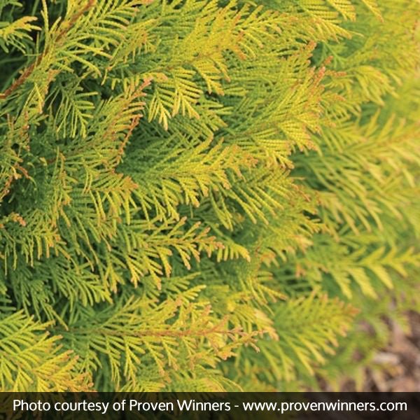 Fluffy? Western Arborvitae