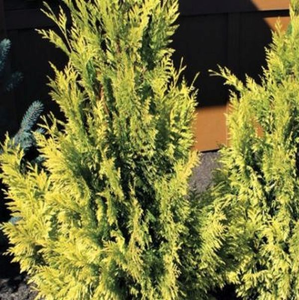 Forever Goldy® Arborvitae