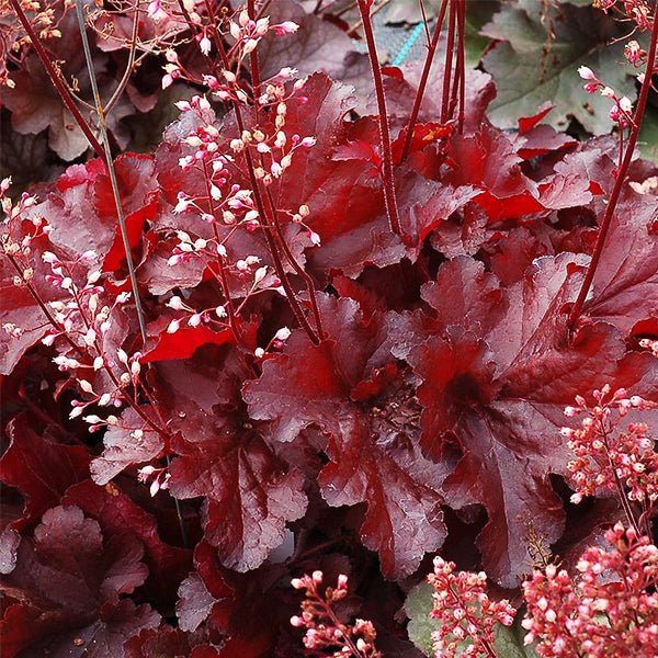Forever® Red Coral Bells