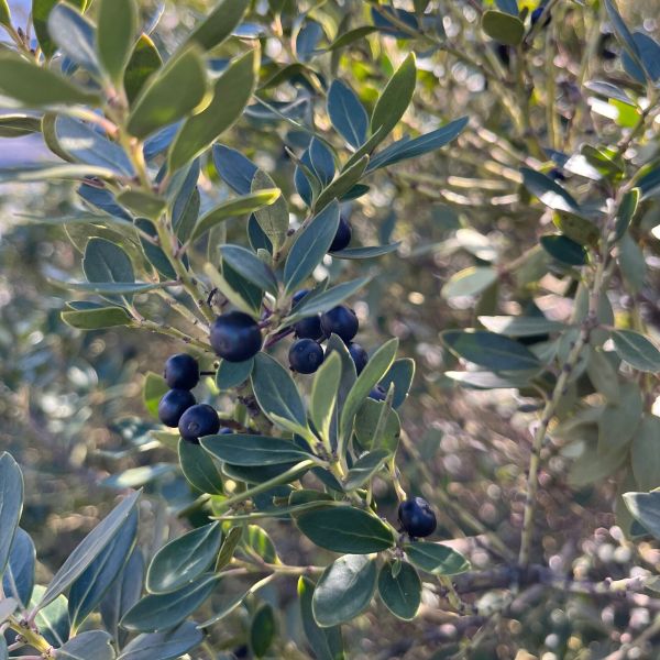 Forever Emerald™ Inkberry Foliage with berries