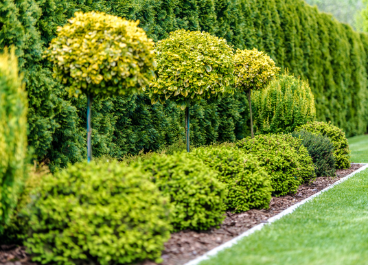 A professional landscape design featuring a row of globe-shaped topiary trees on tall stems, planted in a mulch bed alongside rounded green shrubs against a lush evergreen privacy hedge.