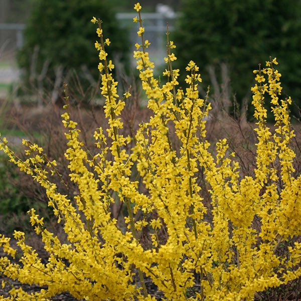 Close-up of yellow forsythia flowers on Show Off® Forsythia blooming in early spring.
