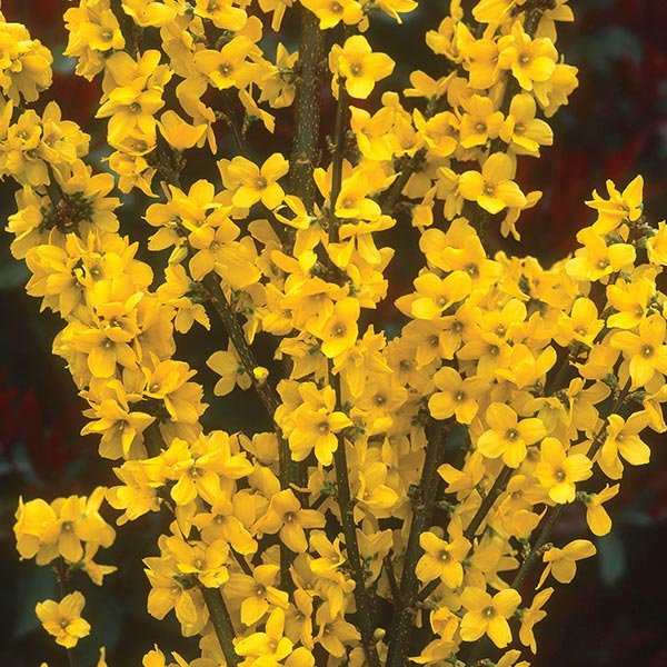 Deciduous foliage of Show Off® Forsythia (Forsythia x intermedia 'Mindor') in a garden setting.