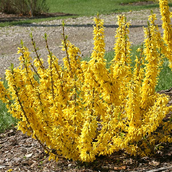 Show Off® Sugar Baby® Forsythia