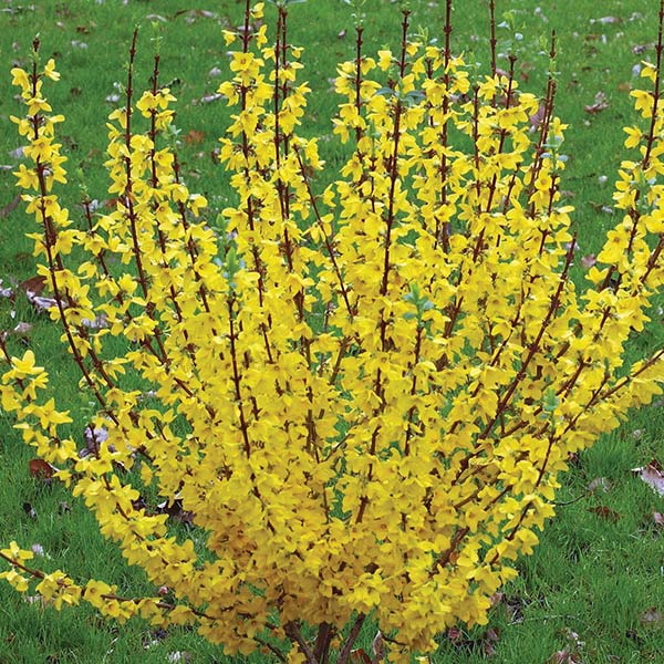 Show Off® Forsythia (Forsythia x intermedia 'Mindor'), a shrub featuring yellow flowers and deciduous.