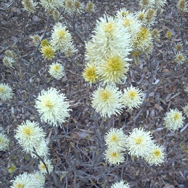 Mt. Airy Fothergilla (Fothergilla x intermedia 'Mt. Airy') growing in a garden landscape, showing mature shrub form.