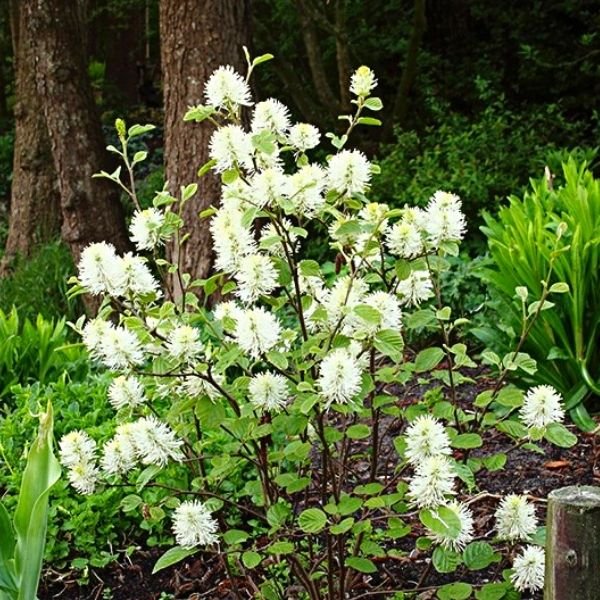 Mt. Airy Fothergilla (Fothergilla x intermedia 'Mt. Airy'), a shrub featuring white flowers and erect, multi-stemmed form.