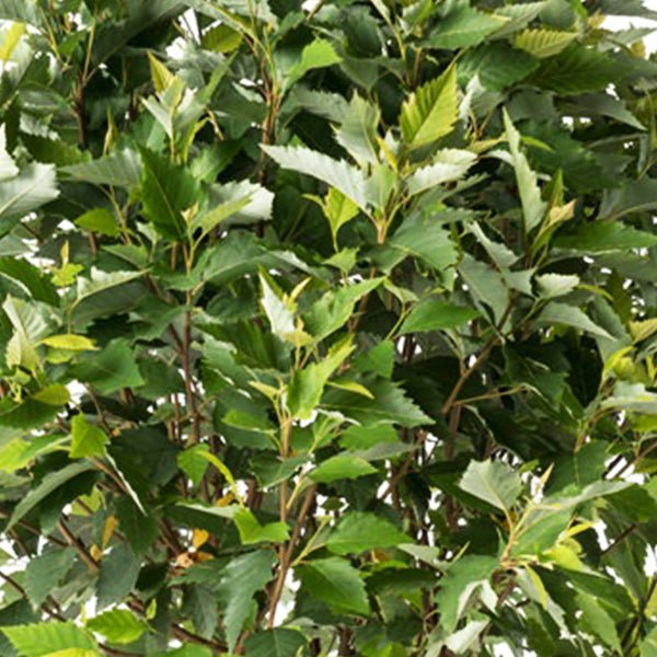 Fox Valley™ River Birch (Betula nigra 'Little King'), a tree featuring green flowers and deciduous.