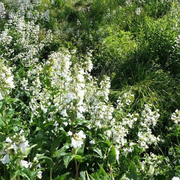 Close-up of white penstemon flowers on Foxglove Beardtongue blooming in early spring to late spring.