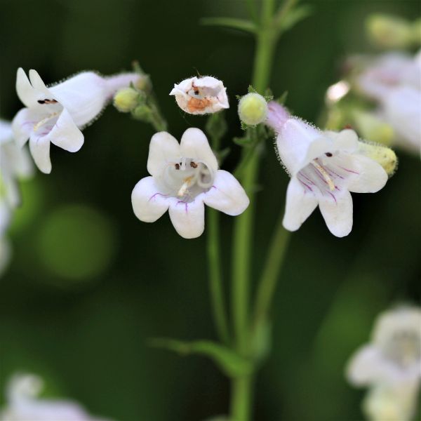 Foxglove Beardtongue (Penstemon digitalis), a perennial featuring white flowers and perennial.