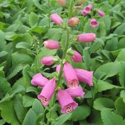 Close-up of pink digitalis flowers on Camelot Rose Foxglove blooming in early summer to late summer.