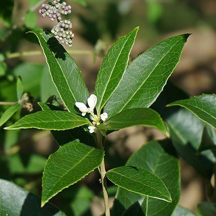 Close-up of white osmanthus flowers on Fragrant Tea Olive Sweet Osmanthus.