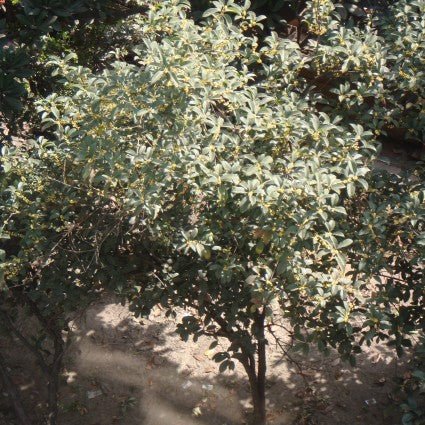 Broad-Leaved Evergreen foliage of Fragrant Tea Olive Sweet Osmanthus (Osmanthus fragrans) in a garden setting.