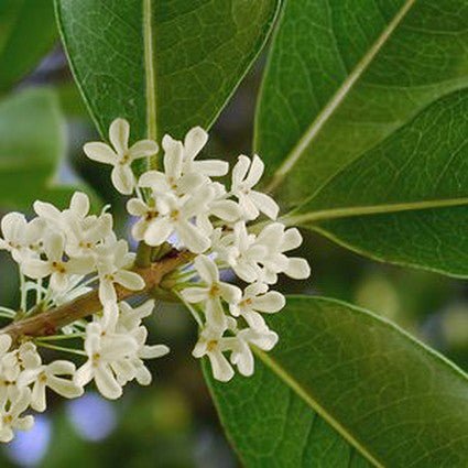 Fragrant Tea Olive Sweet Osmanthus (Osmanthus fragrans) growing in a garden landscape, showing mature shrub form.