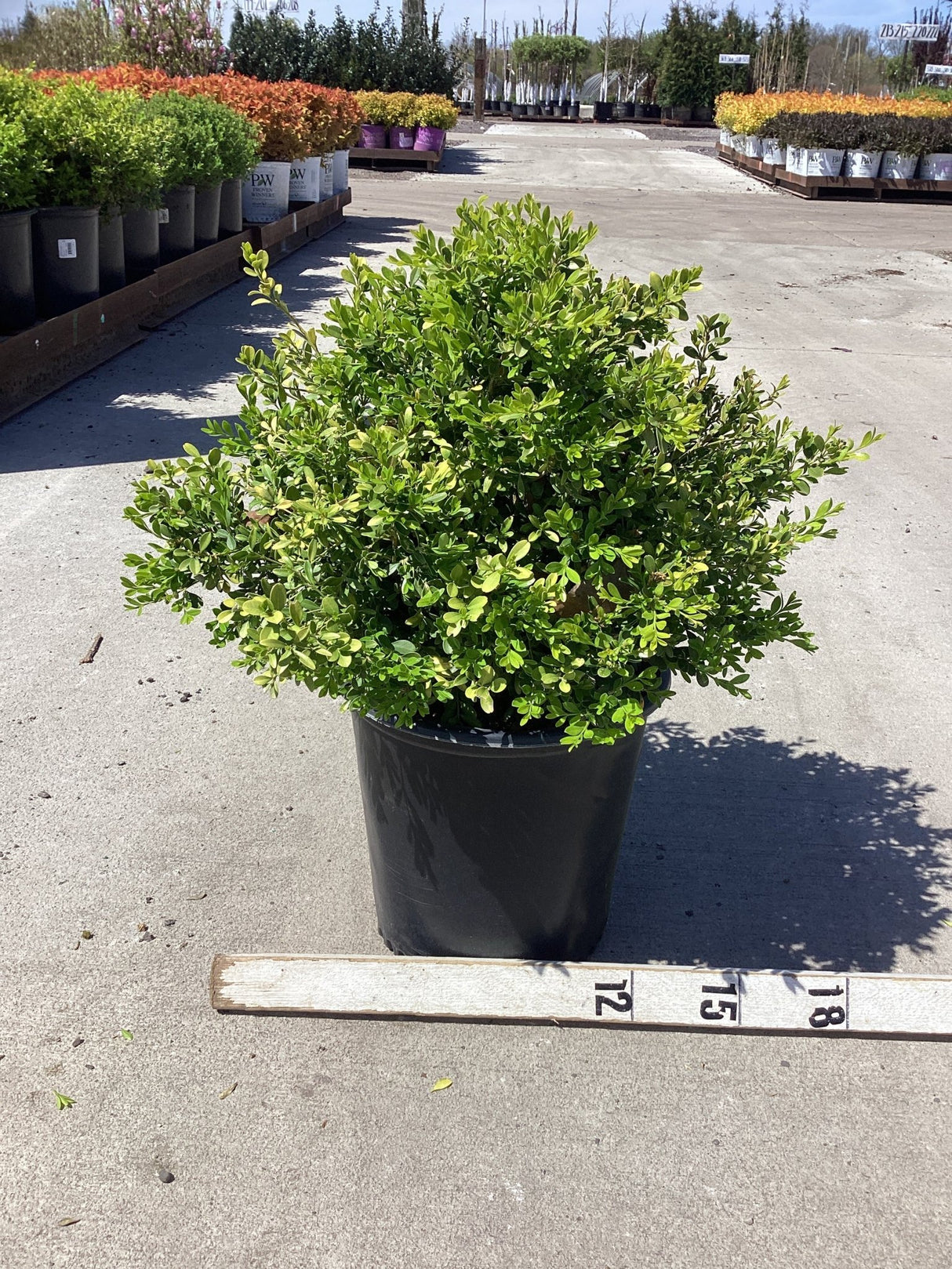 Franklin's Gem Boxwood shrub in a black nursery container with a measurement ruler showing approximately 18 inches tall.