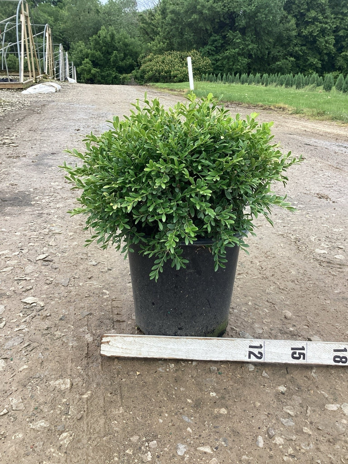 Franklin's Gem Boxwood