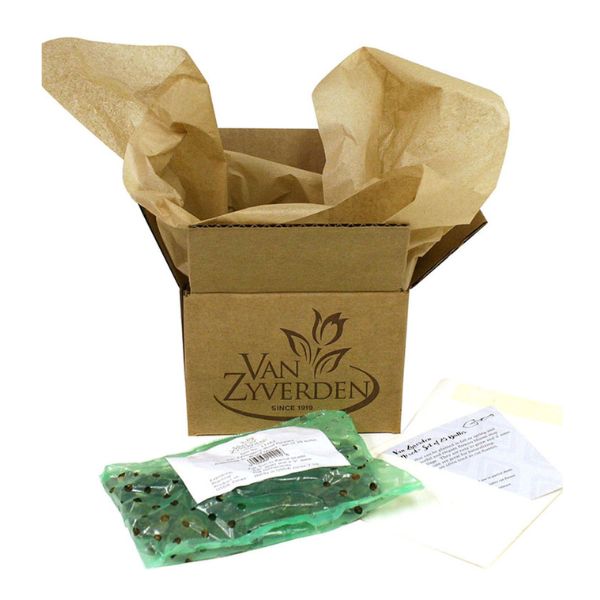 Double Blooming White Freesia Packaging