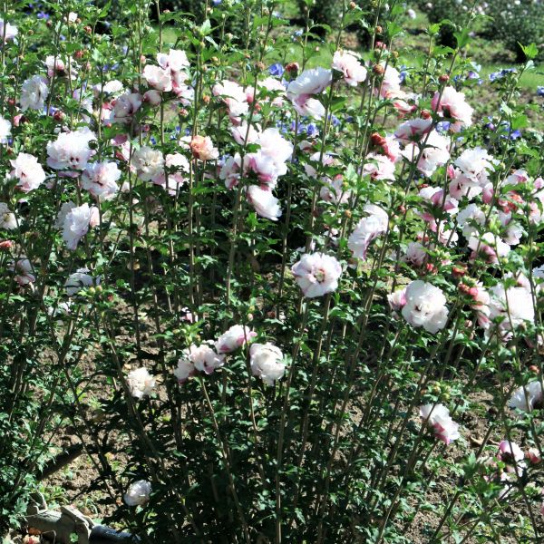 First Editions® French Cabaret™ Blush Rose of Sharon