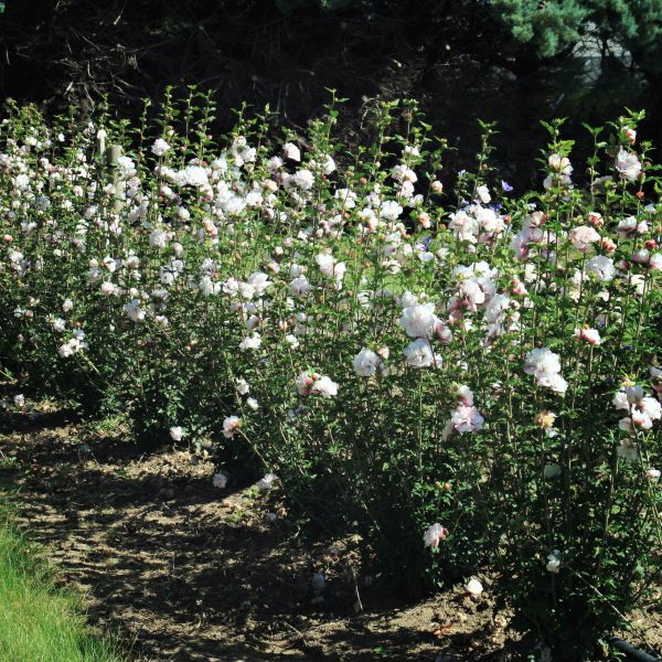 First Editions® French Cabaret™ Blush Rose of Sharon